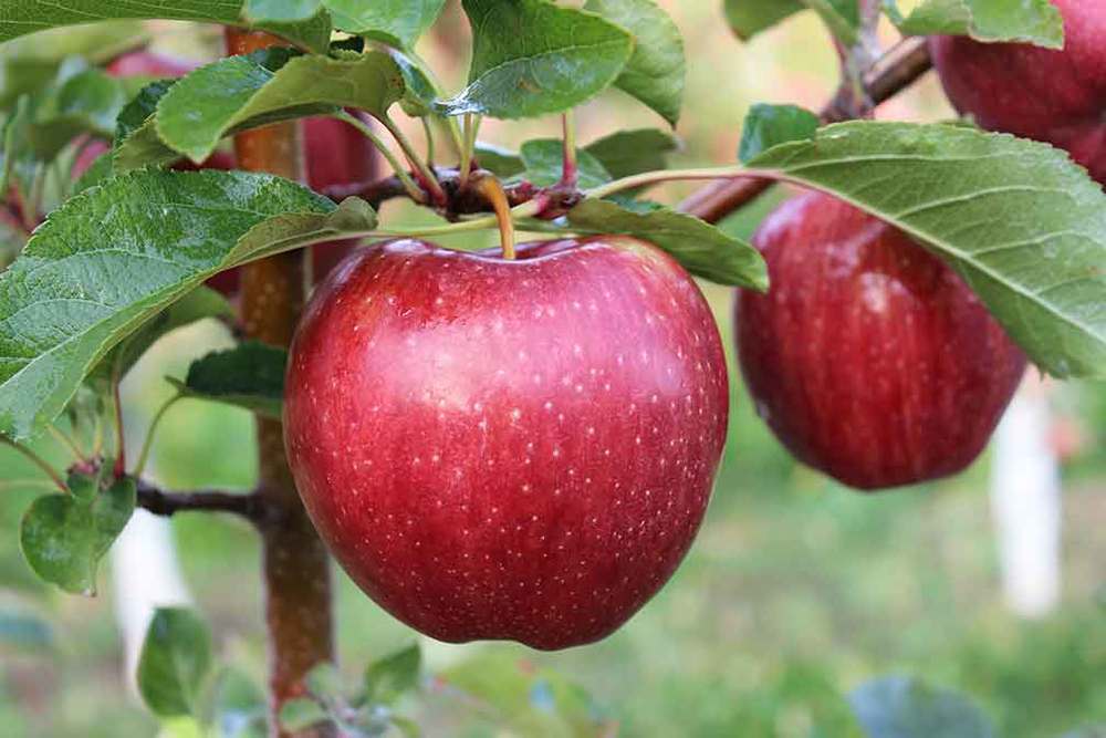 cameo apples