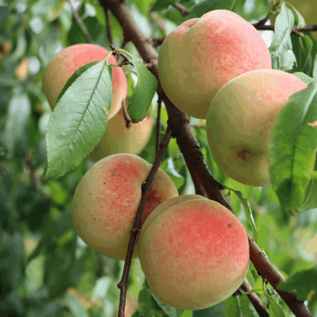 white peaches