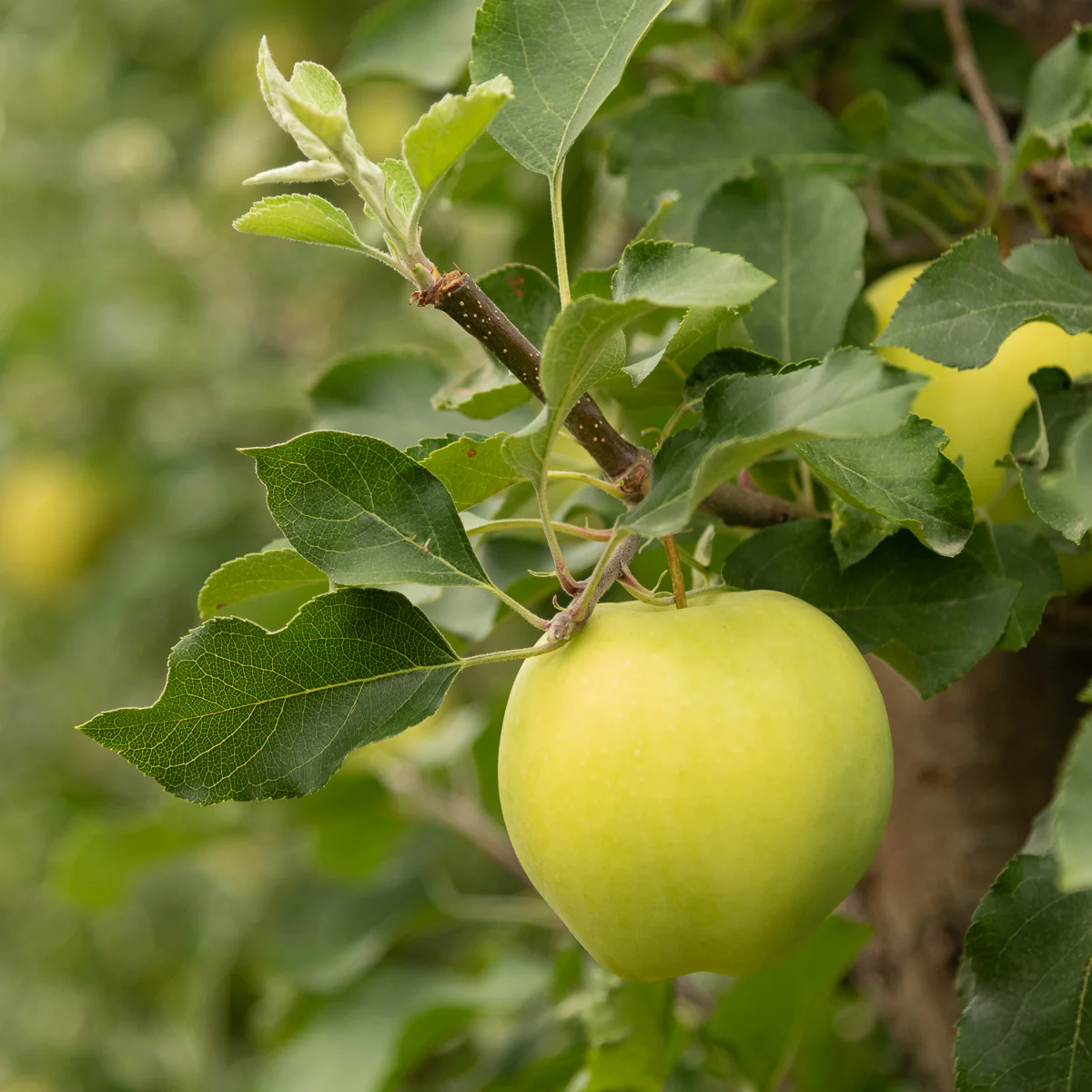 Ginger Gold apples