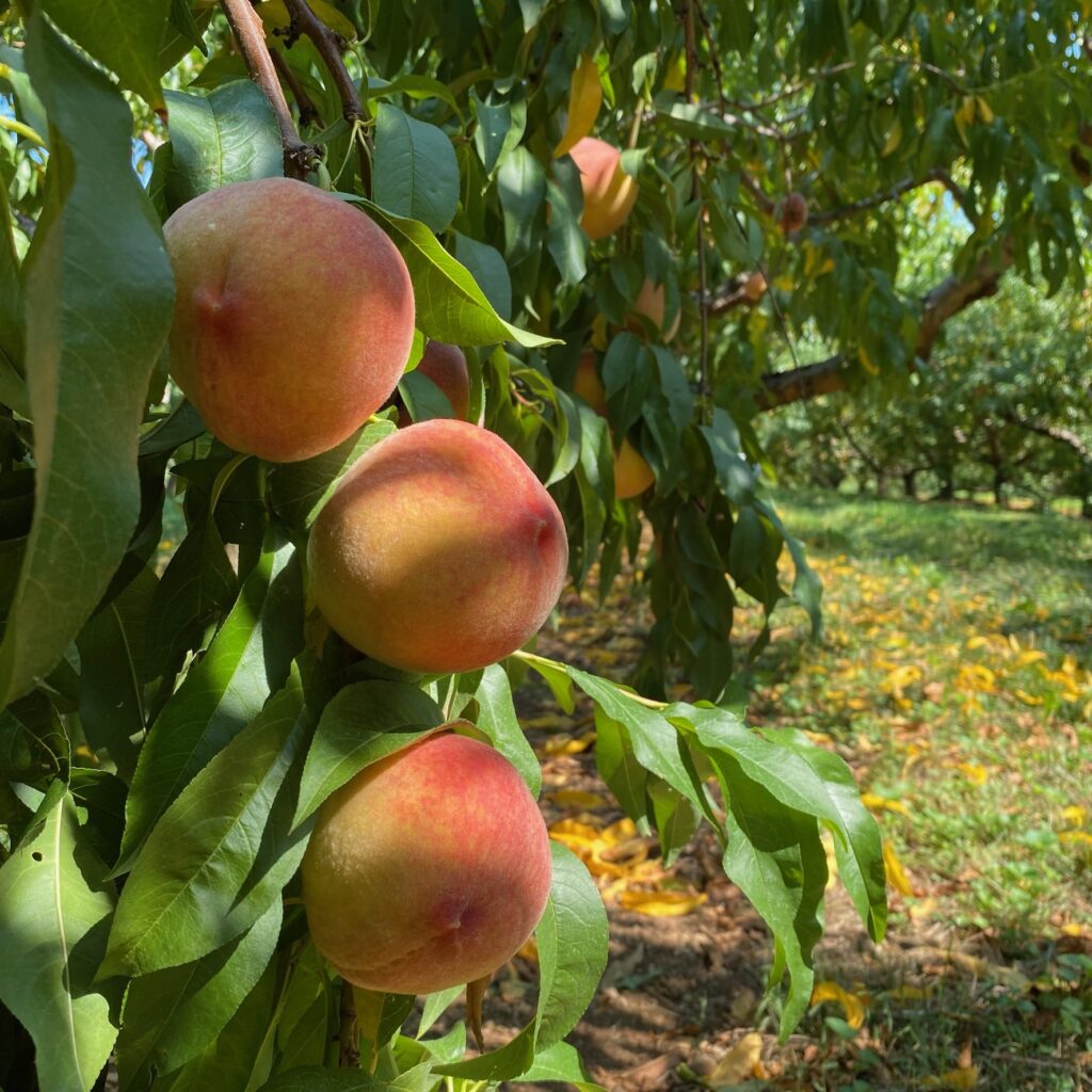 3 peaches