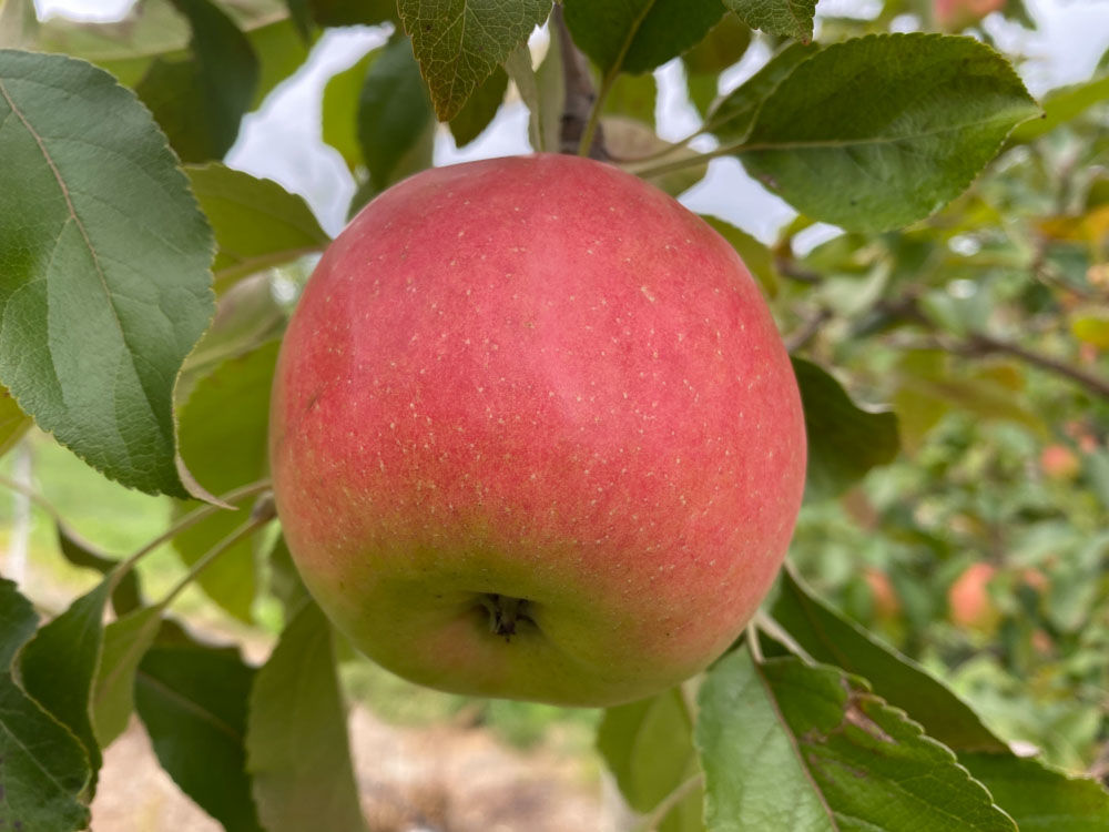 apple autumn crisp 11