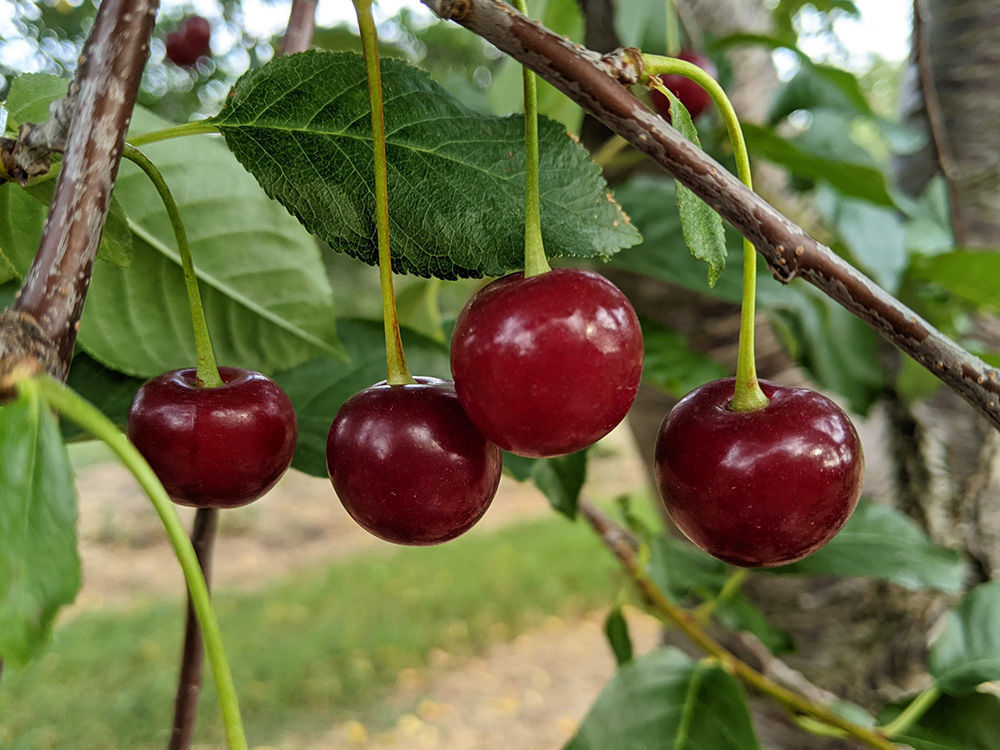 balaton cherry