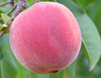 beekman peach