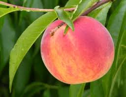 bounty peach