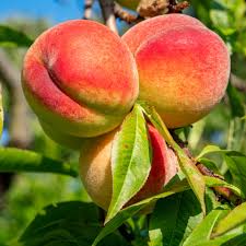 contender peach