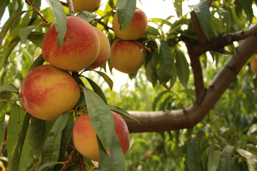 crest haven peach