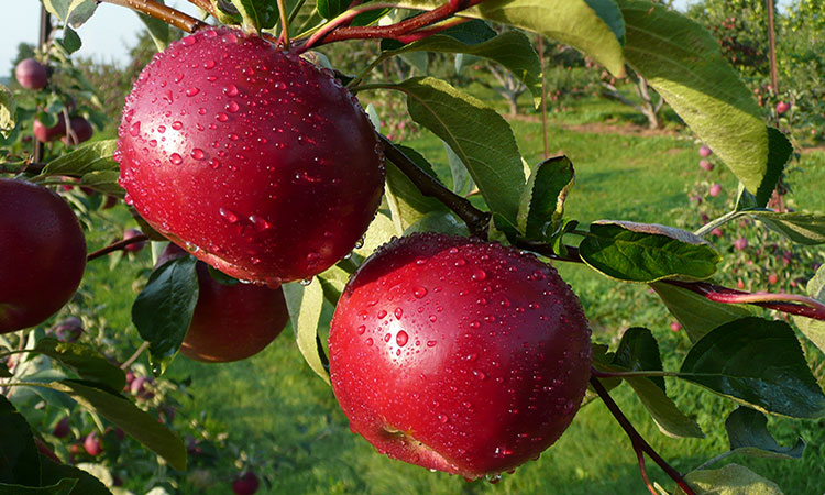 dandee red apple