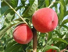 desiree peaches tree