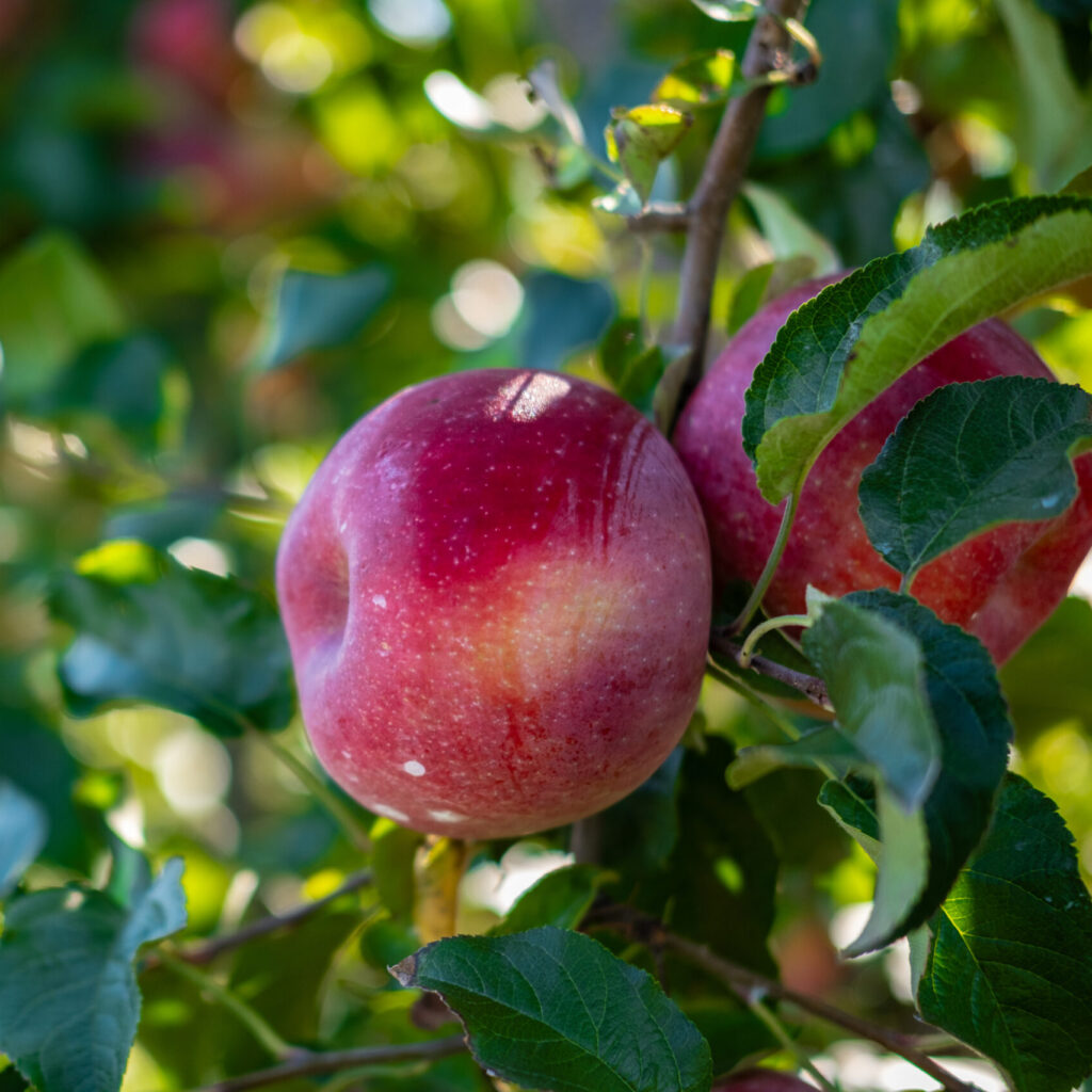 Summerset apple