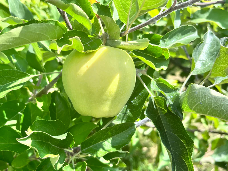 earligold apple