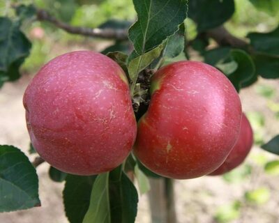eco macoun apples 1012