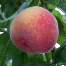 encore peach
