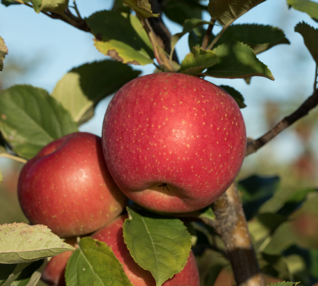 evercrisp group images orchard 2 (2)