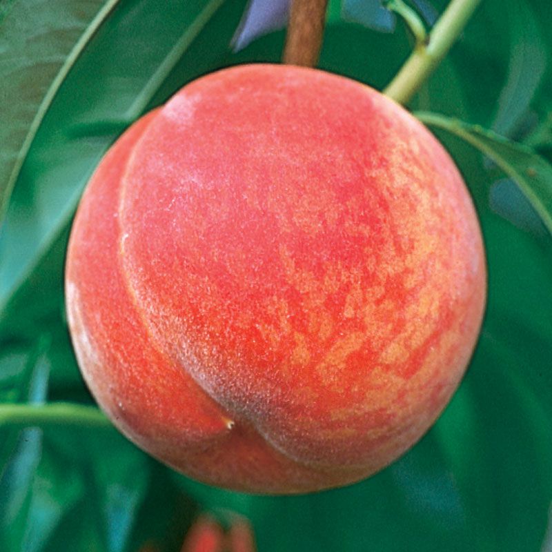 gala peach