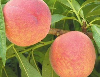 glenglo peach