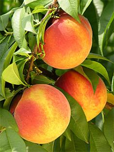 gloria peach