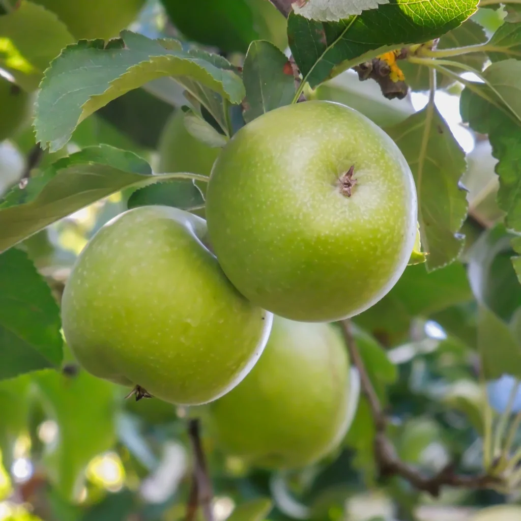 grannysmithappletree