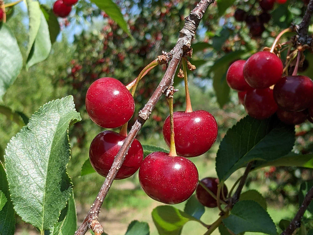 jubileum cherry