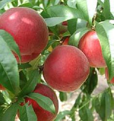 july rose peach