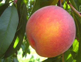 laurol peach