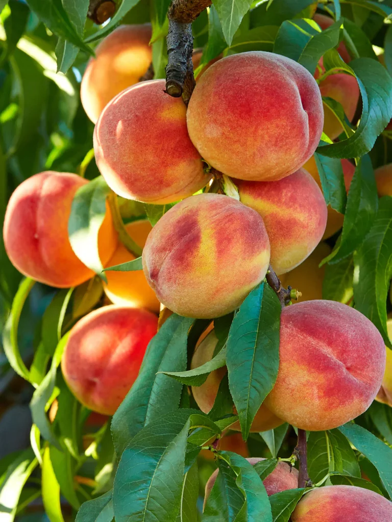 loring peach