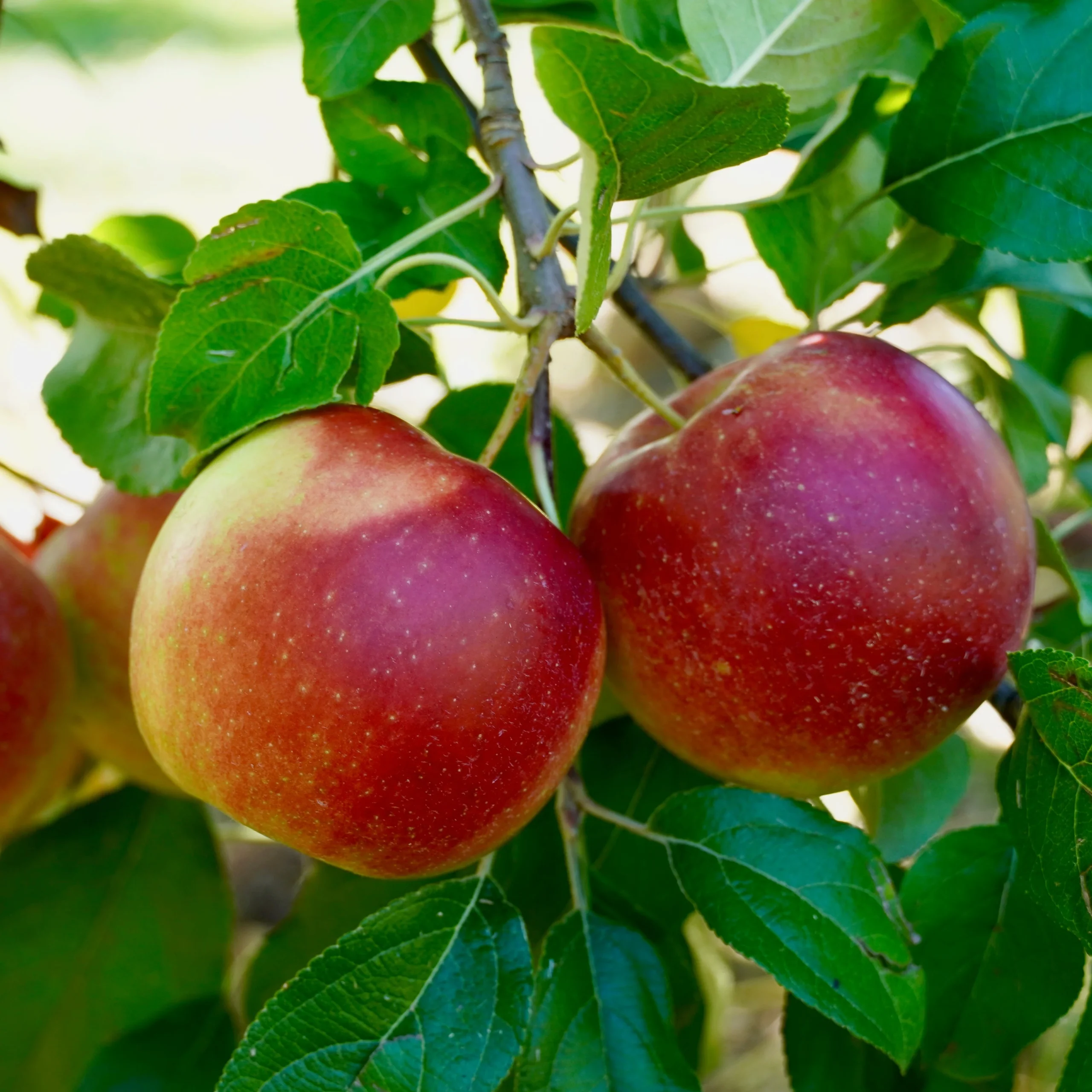 mcintoshapple floraefarms 3576x