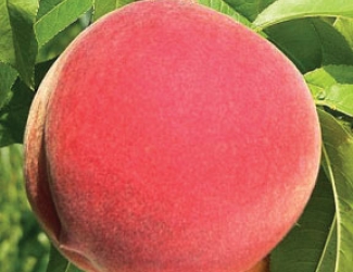 messina peach