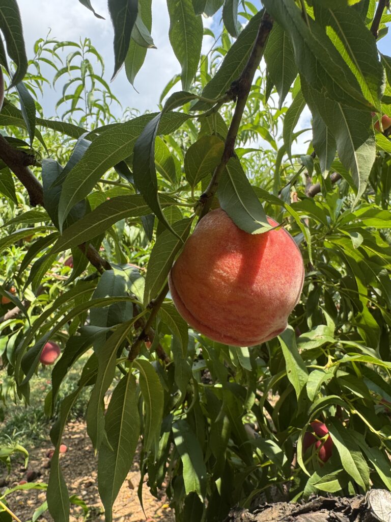 random peach