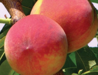 rich may peach
