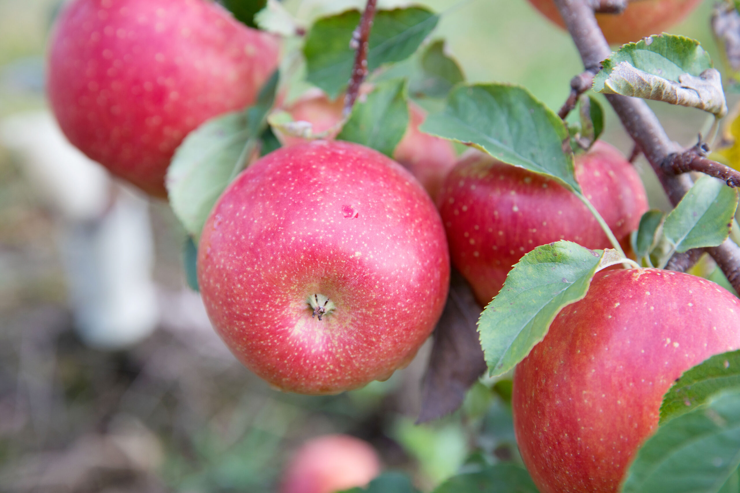 rosalee apple