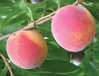 sentry peach