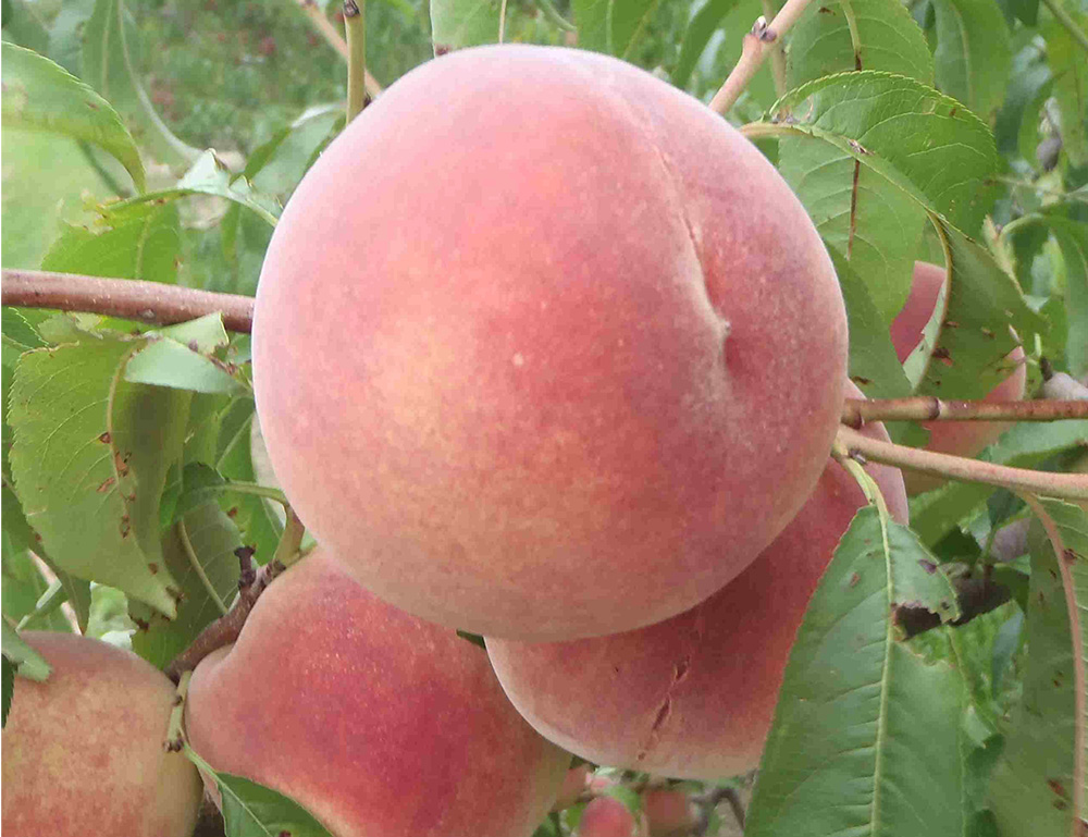 snow giant peach