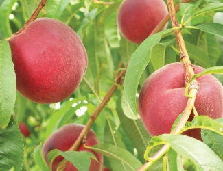 spring snow peach