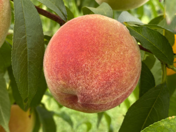 sugar may peach