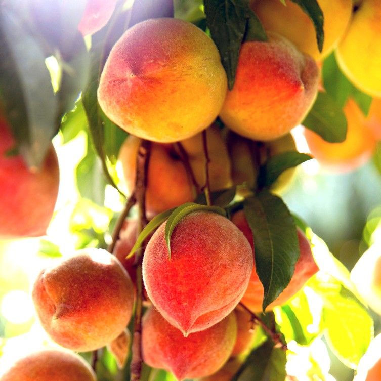 sun crest peach