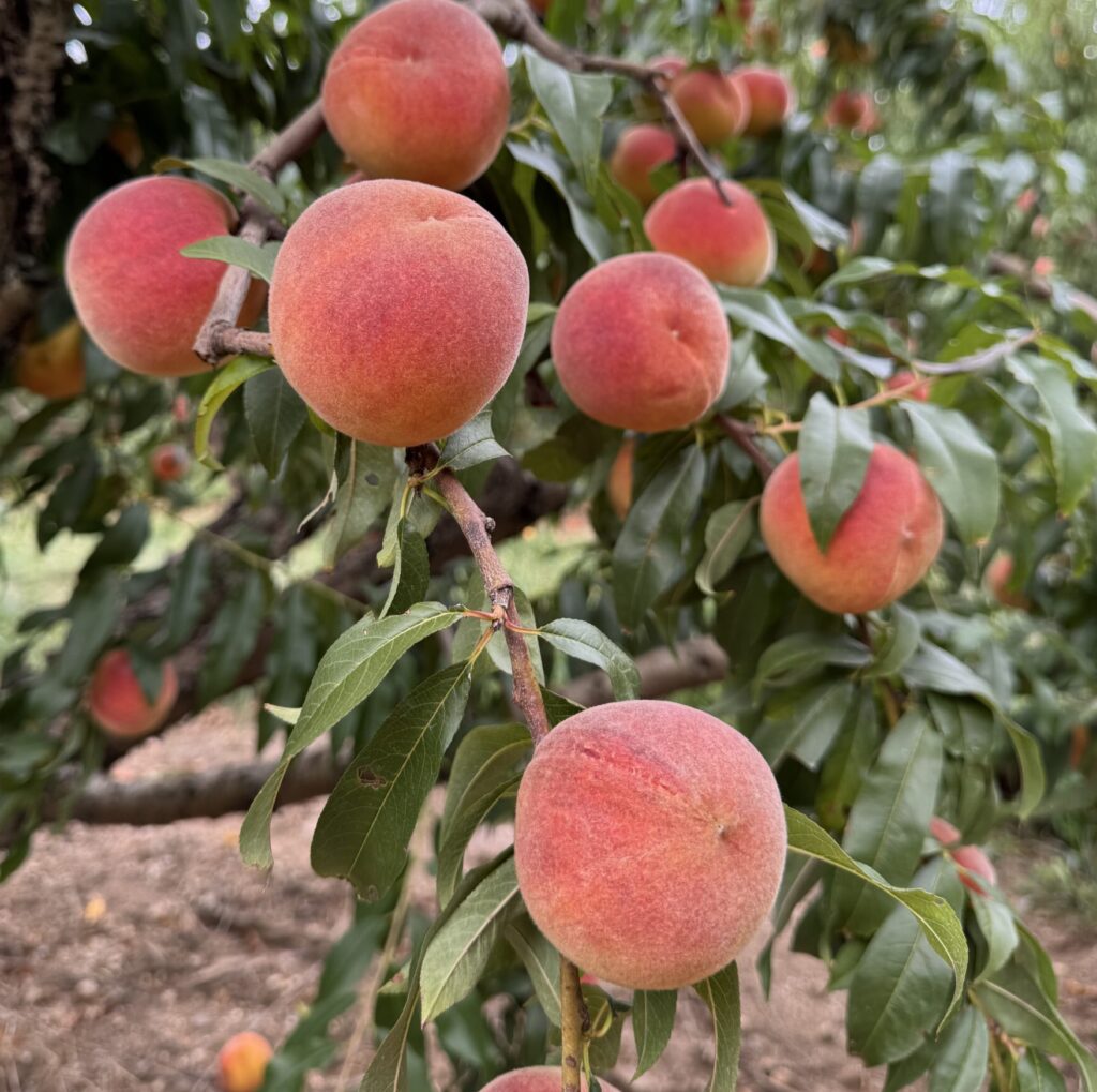 sunhigh peach