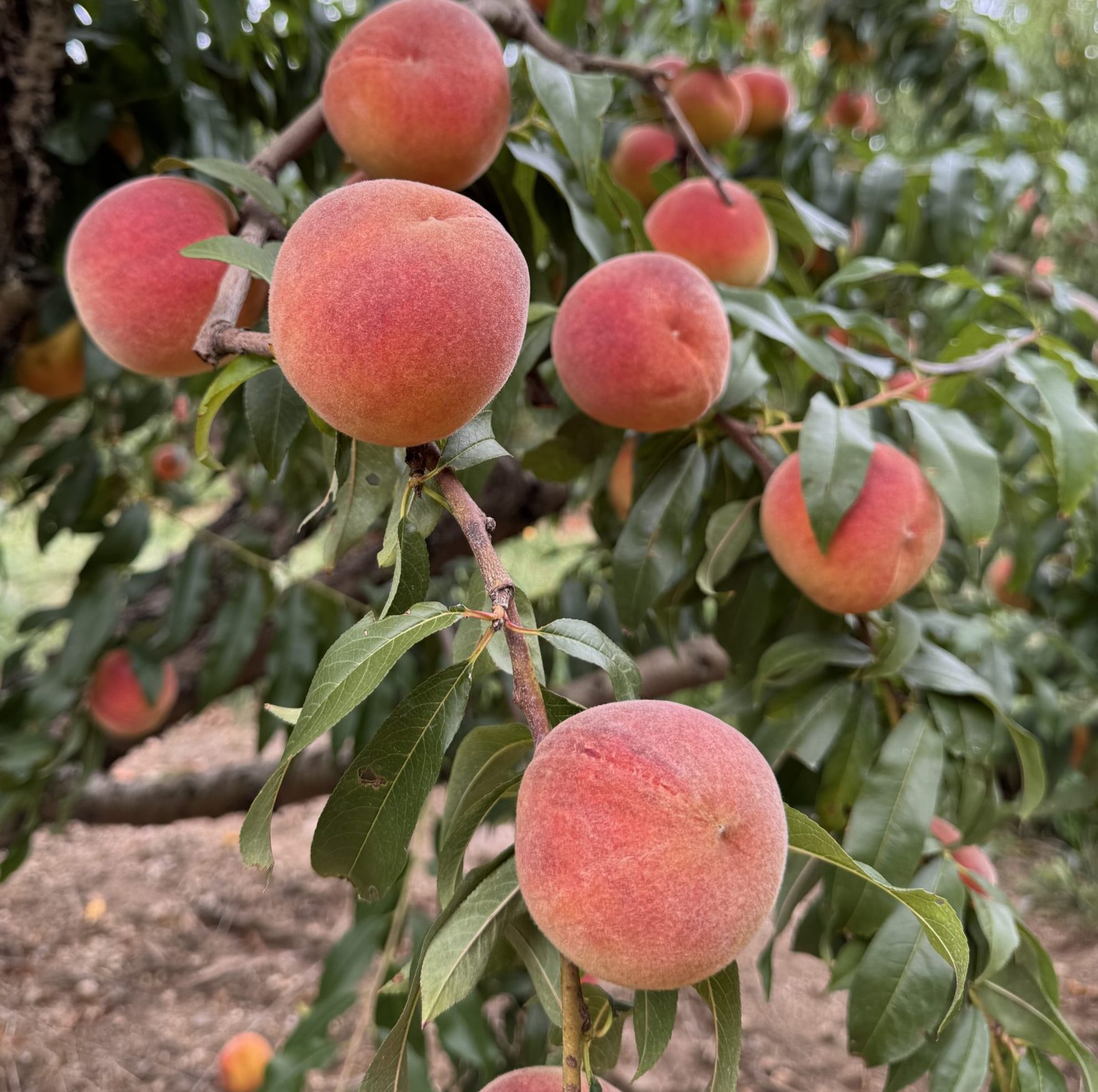sunhigh peach