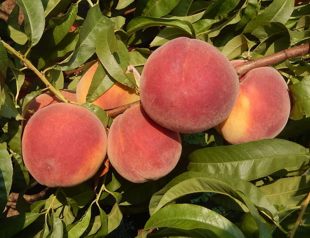 tiana peach