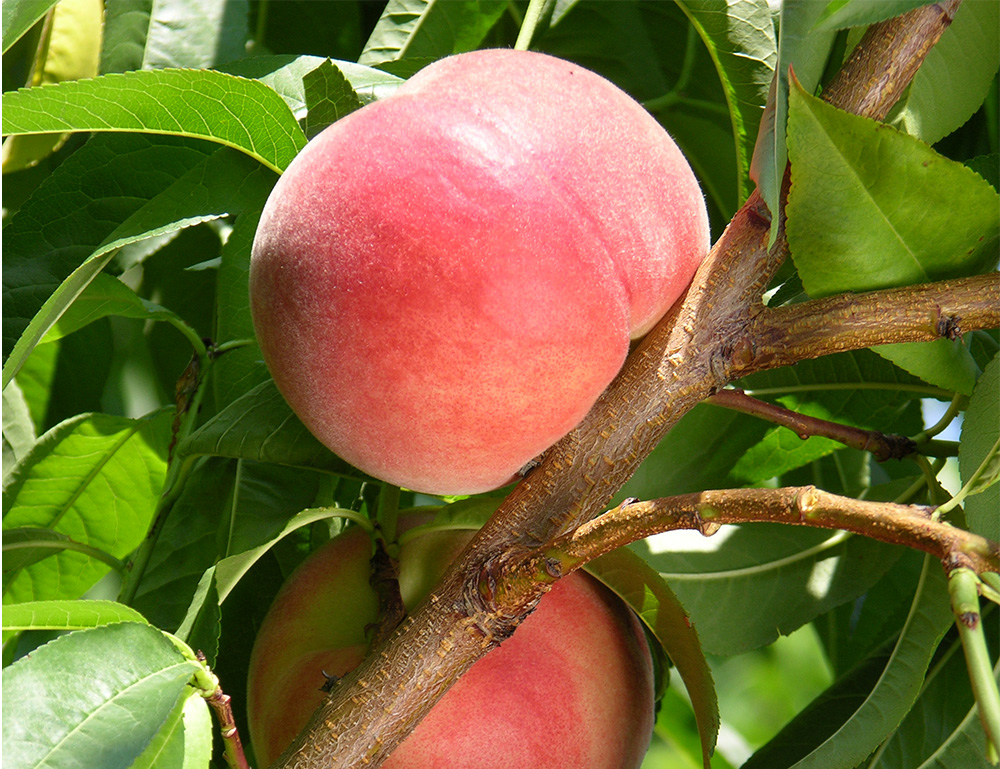 whitelady peach